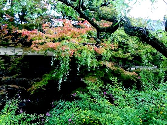 倉敷美観地区川沿い.JPG