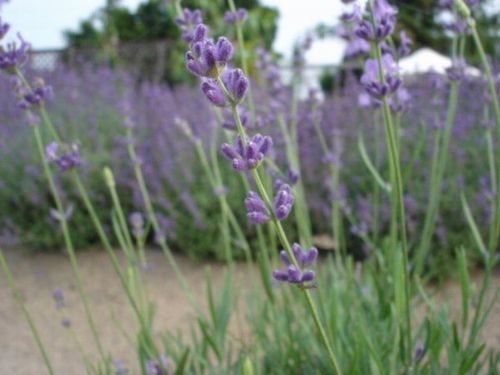 lavender angustifolia.JPG